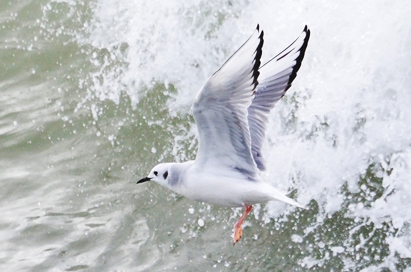 Bonaparte's gull.