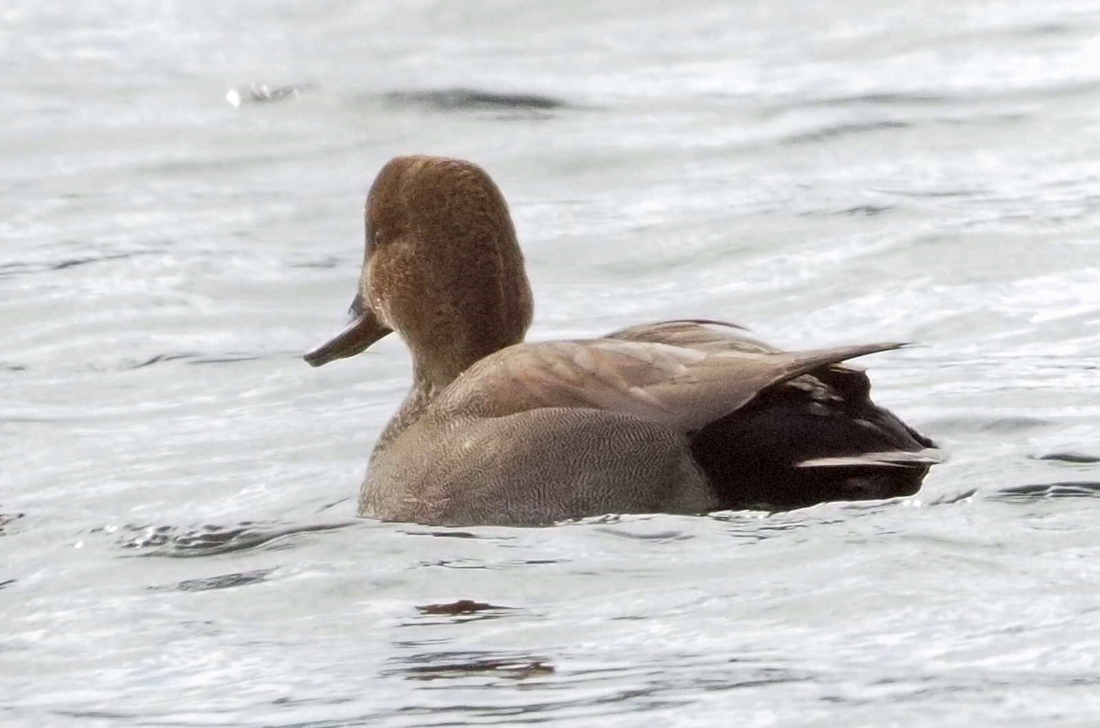 Gadwall.