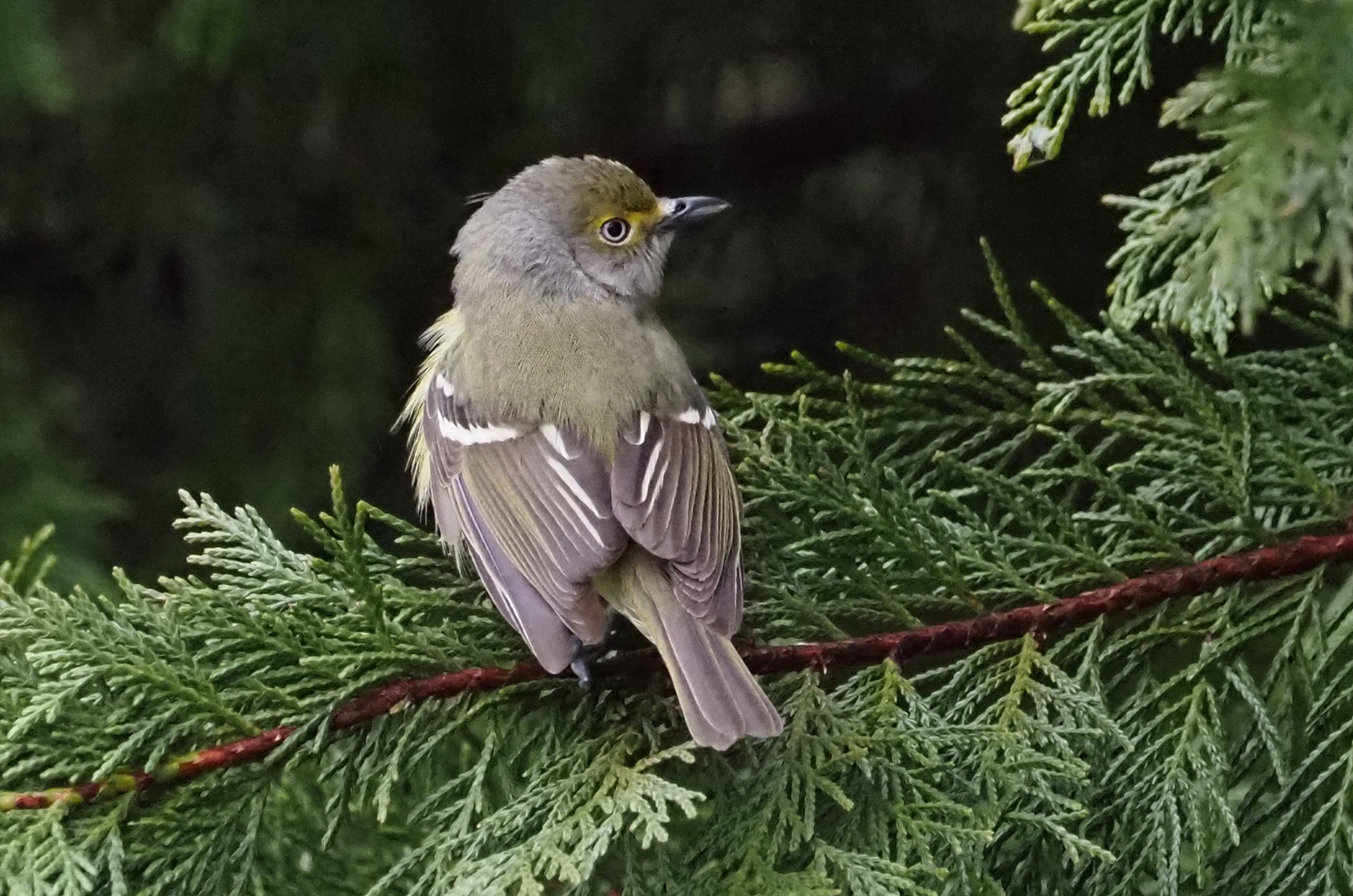 White-eyed vireo.