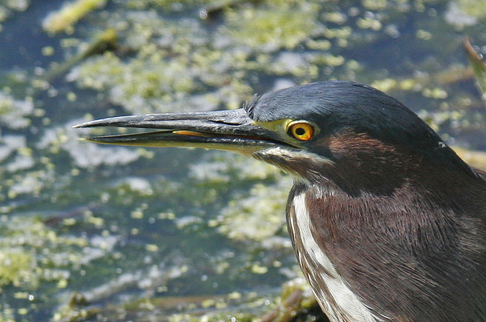 Green heron.