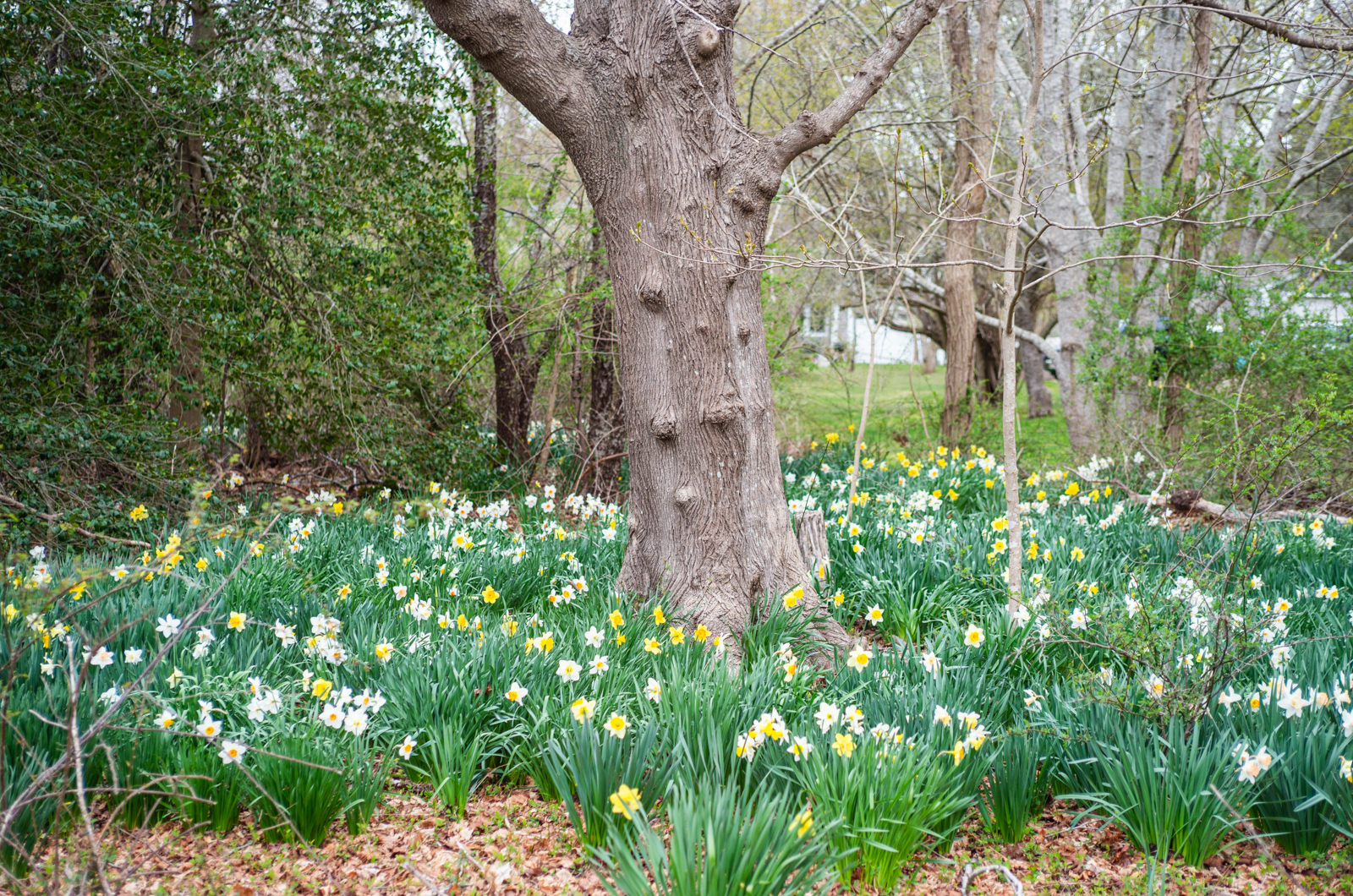The roadsides of West Tisbury are known for their wildflowers.