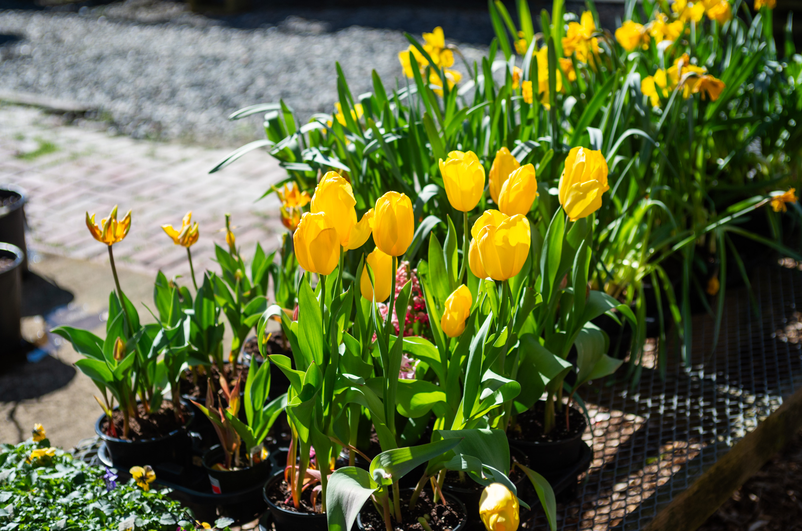 Gayle Gardens is bursting with Spring color.