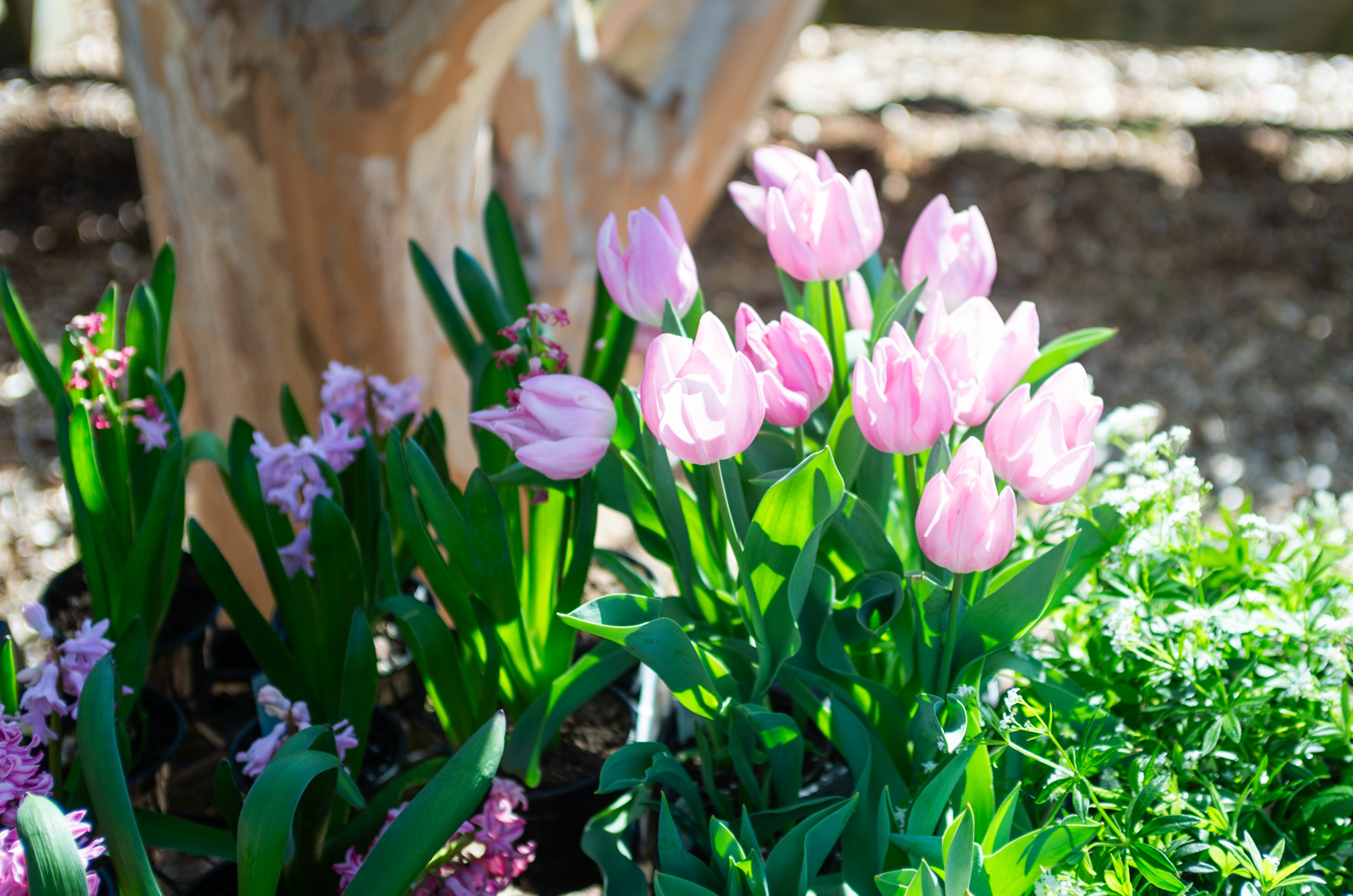 Tulips at Gayle Gardens.