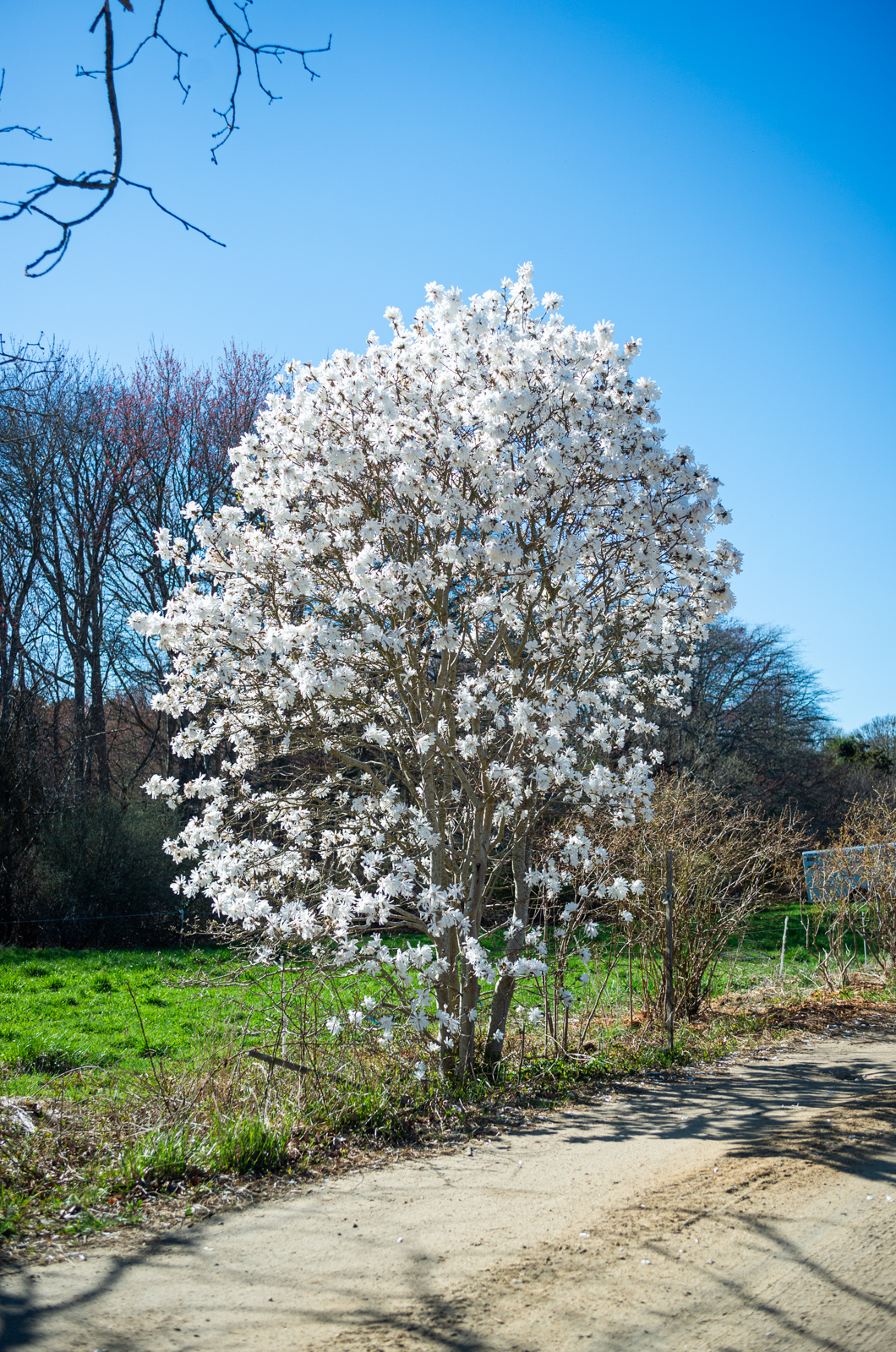 Flowering tree at Mermaid Farm.