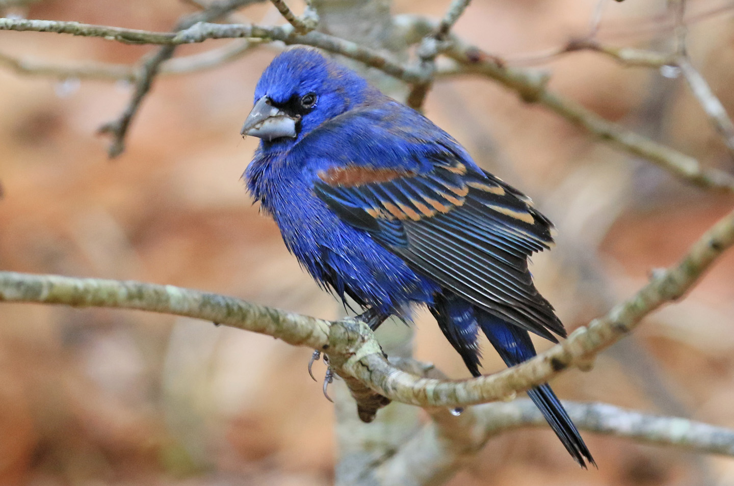 Blue grosbeak.