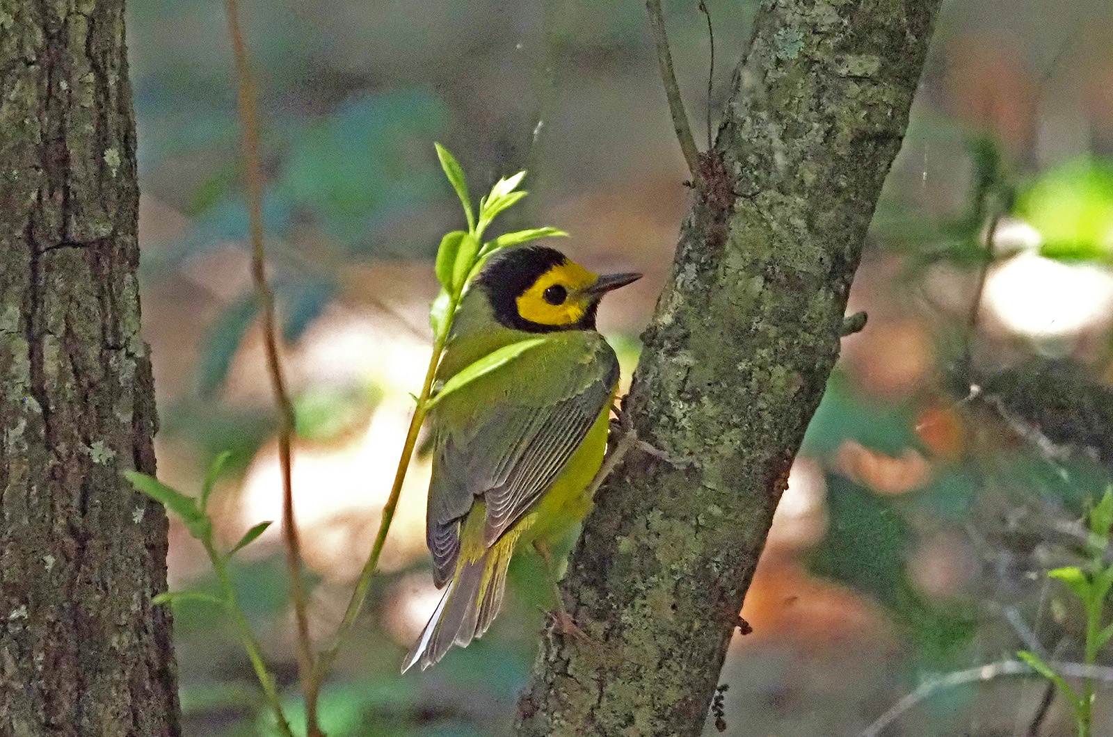 Hooded warbler.