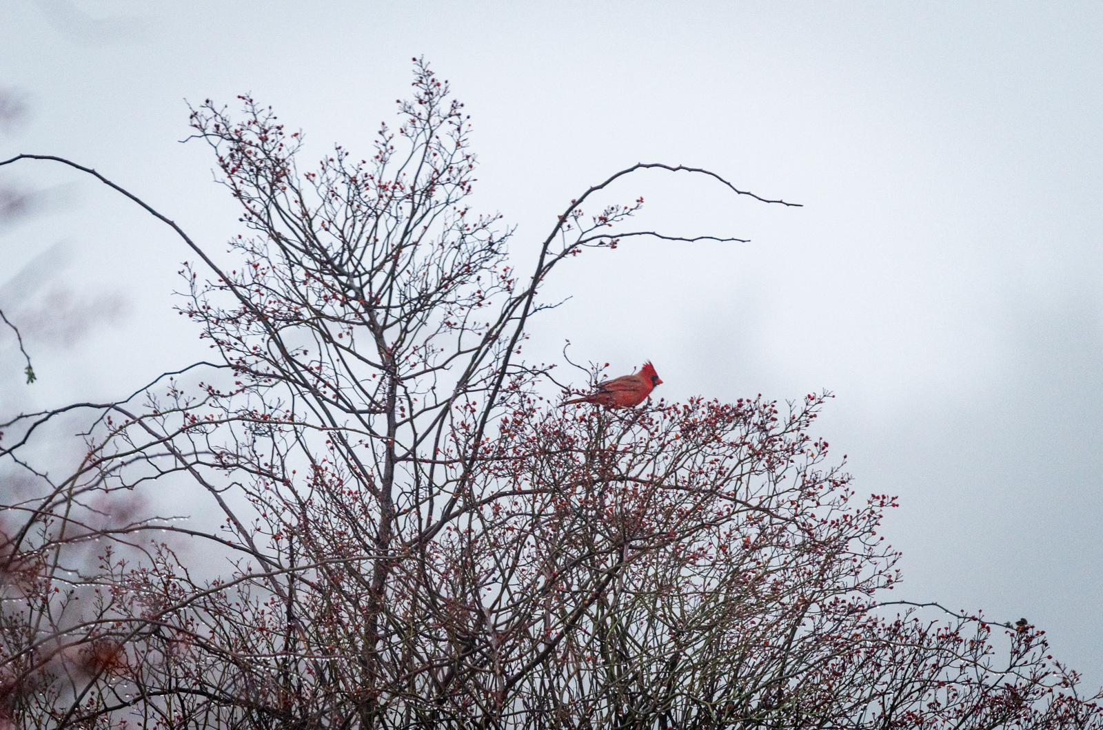 A northern cardinal near Tisbury Great Pond.