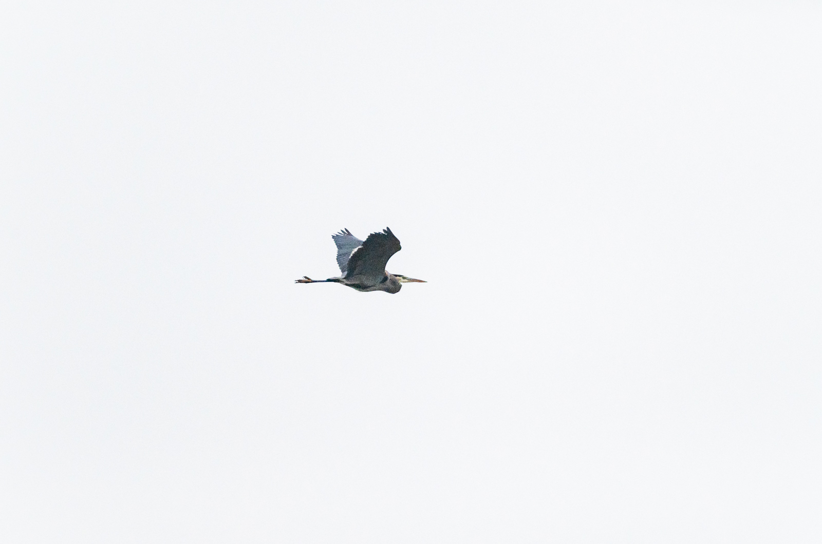 A great blue heron flying over Oyster Pond.