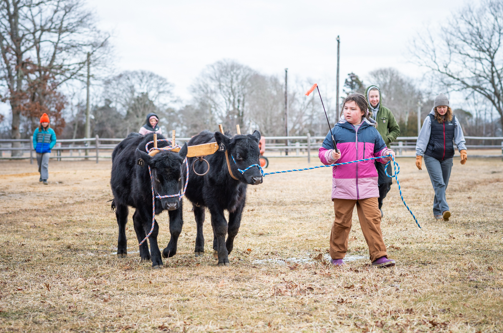Brooklyn Peters with a yoked pair of cows.