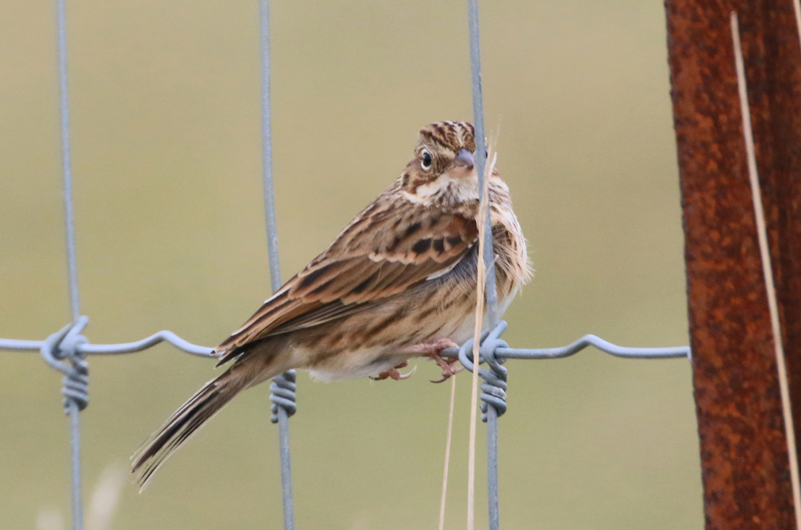 Vesper sparrow.