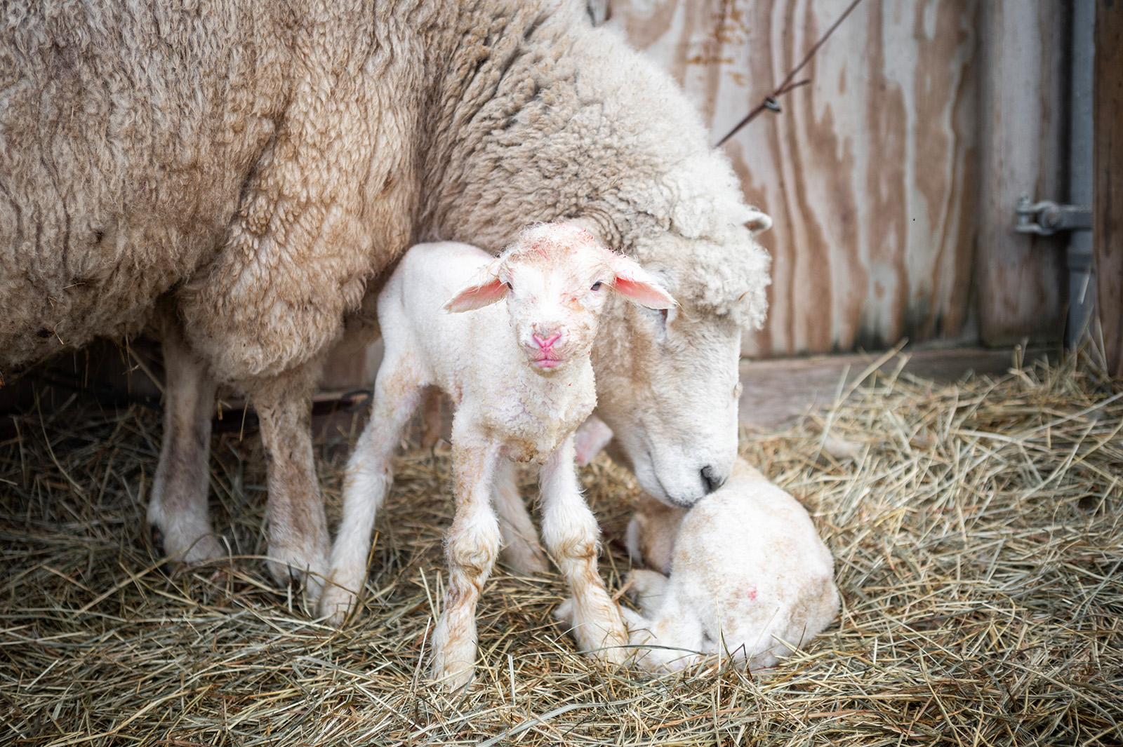 A steadfast mother at Allen Farm in Chilmark checks on a new lamb.