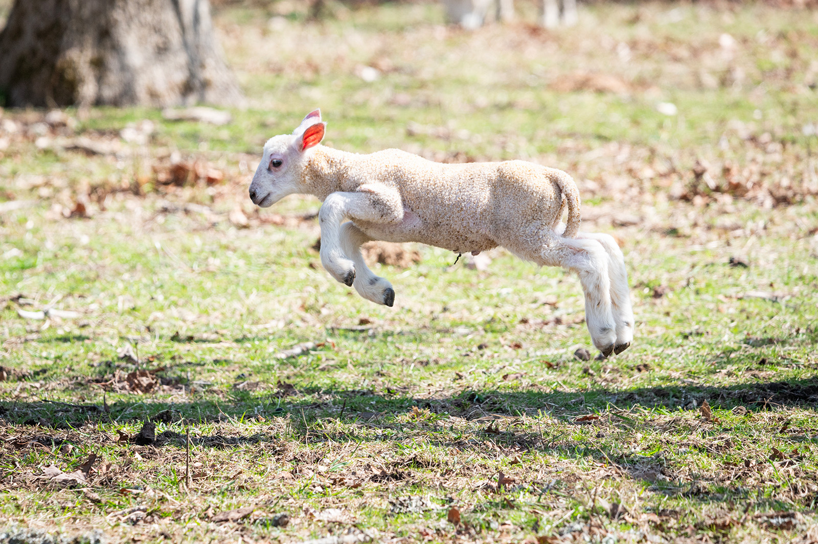 Frolicking at Flat Point Farm in West Tisbury.