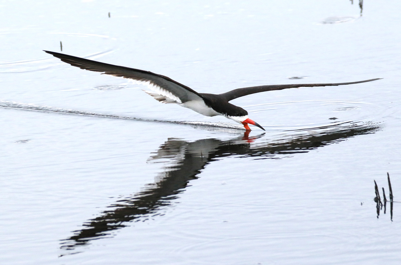 Black skimmer.