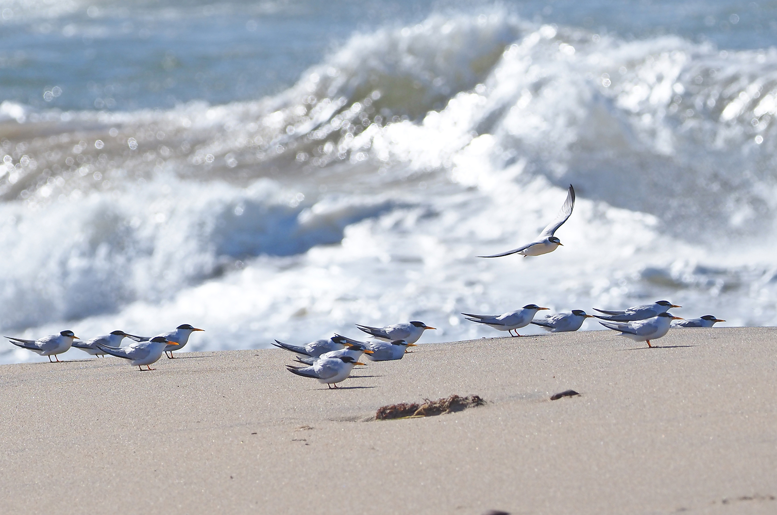 Least terns.