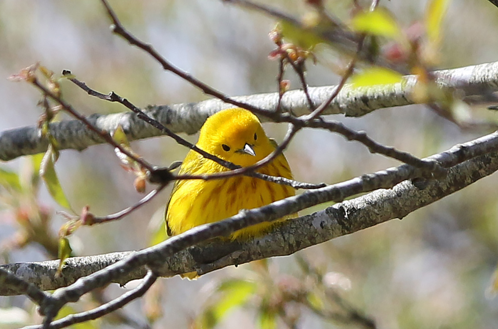 Yellow warbler.