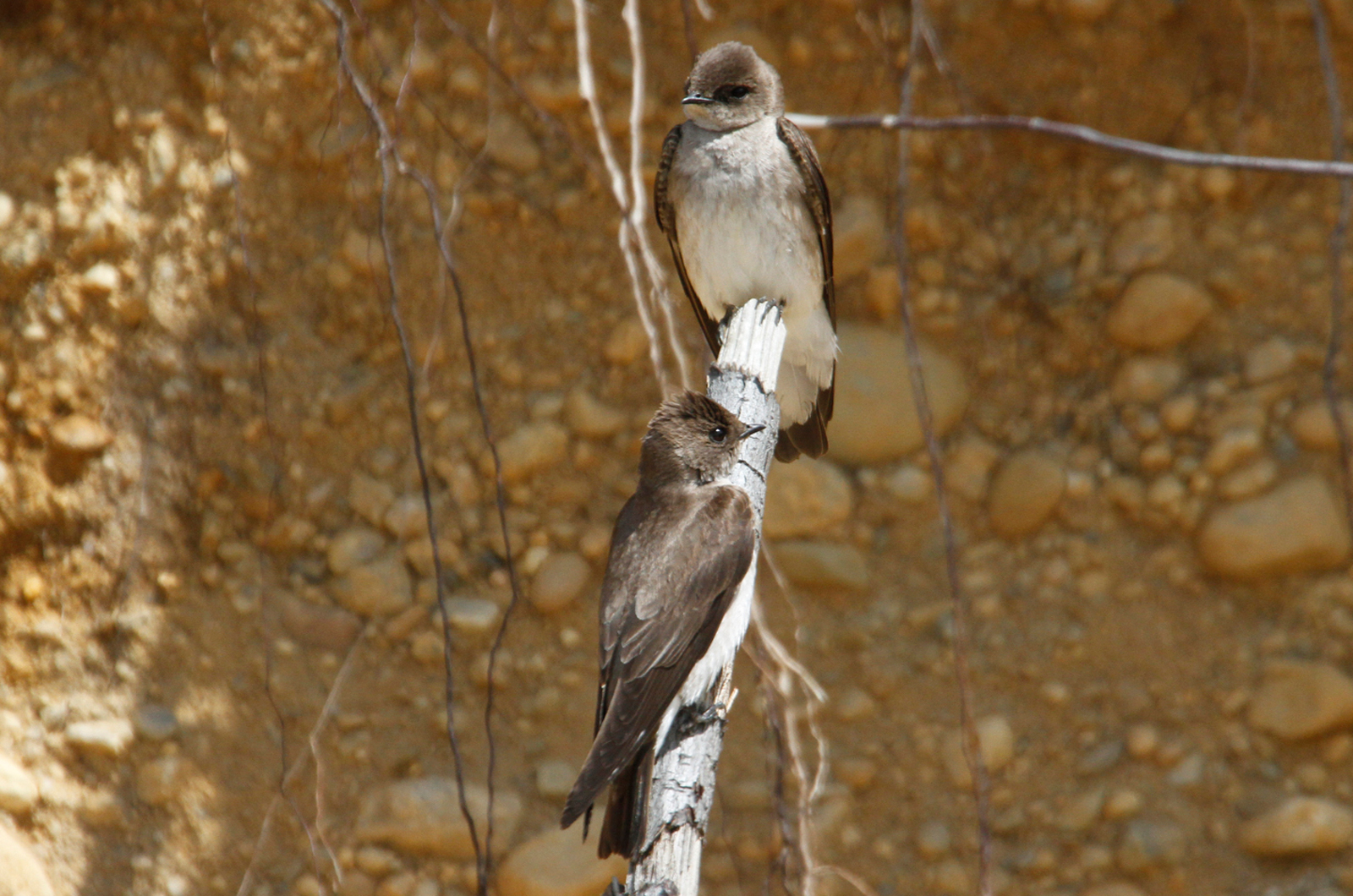 Northern rough-winged swallow.