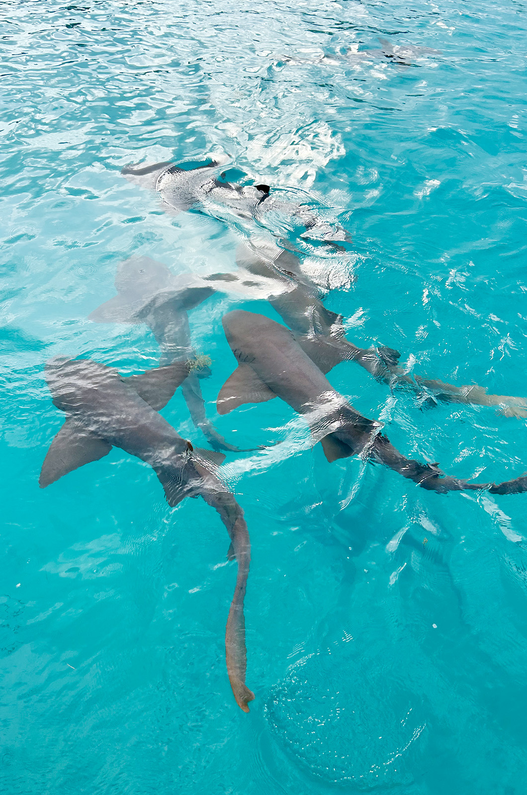 Sharks seen off Turks and Caicos.
