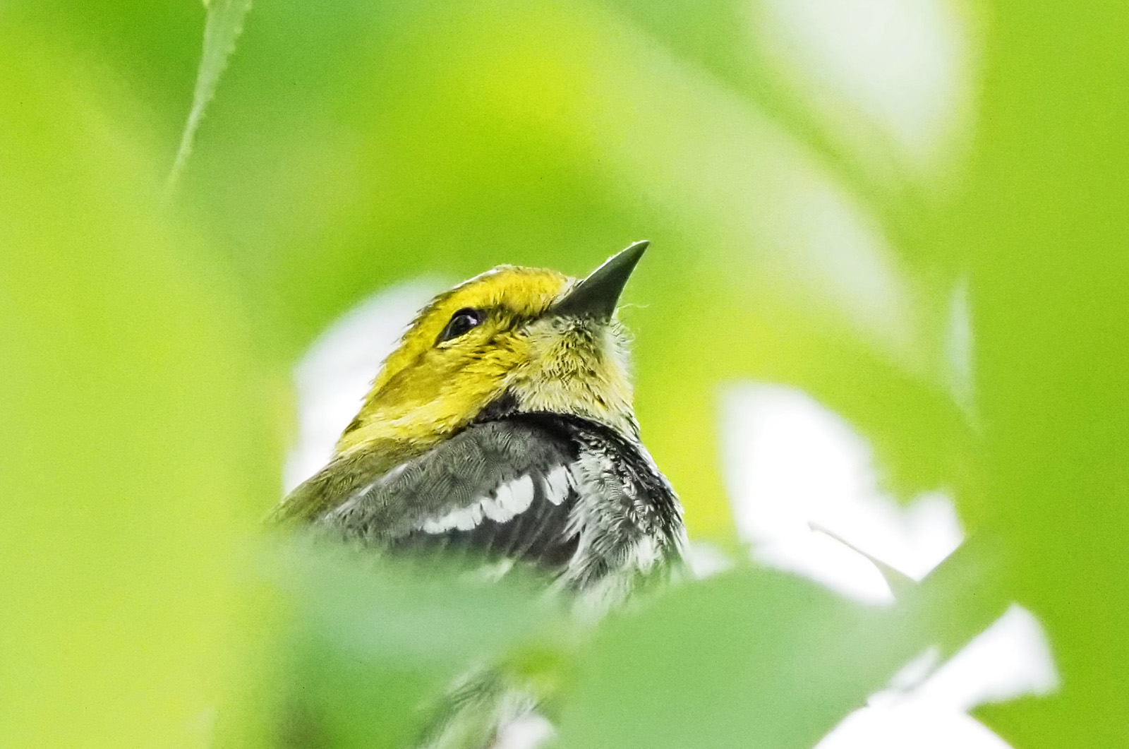 Black-throated green warbler.