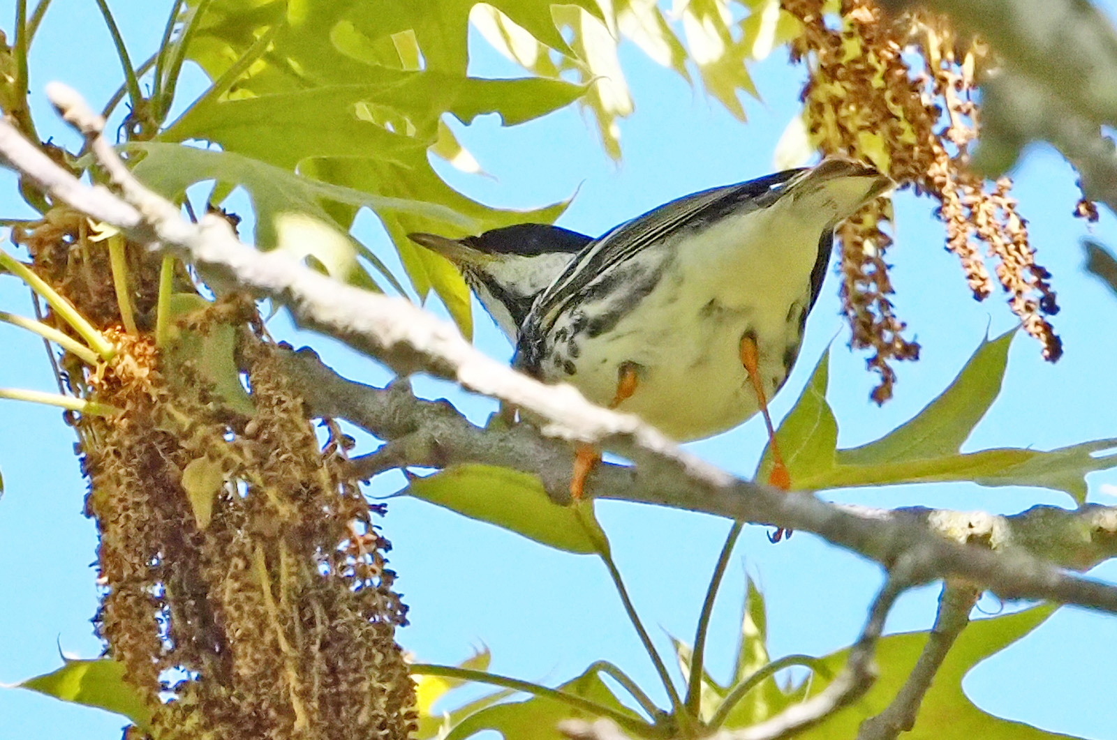 Blackpoll warbler.