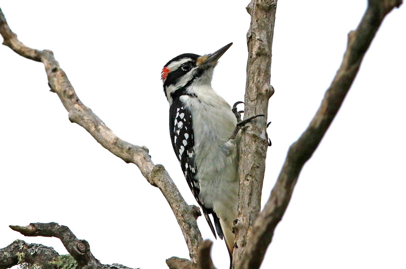 Hair woodpecker.