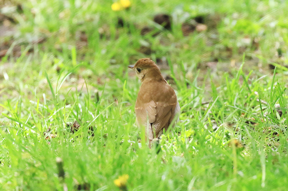 Veery.