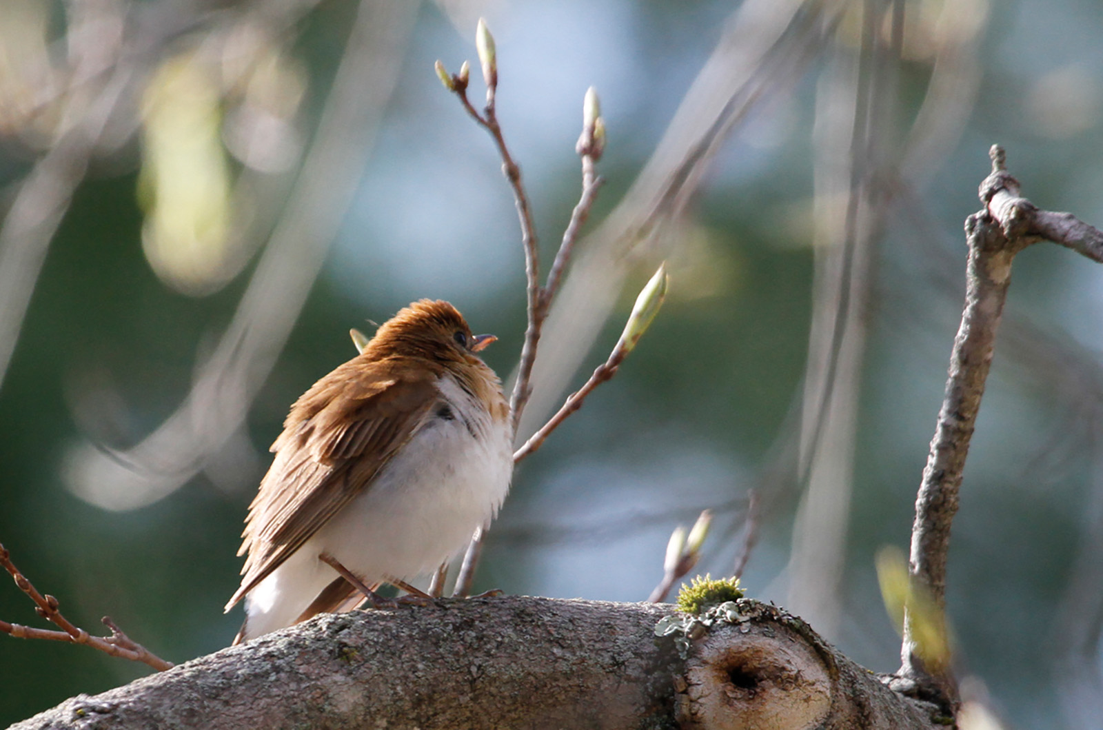Veery.