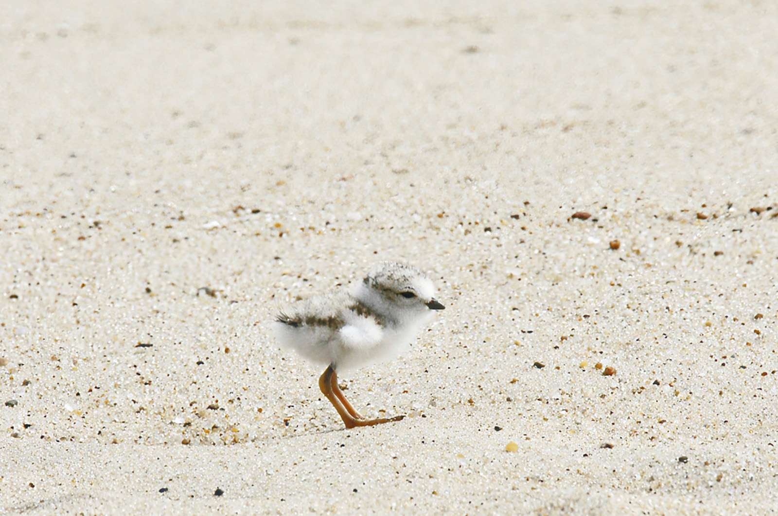 Piping plovers.