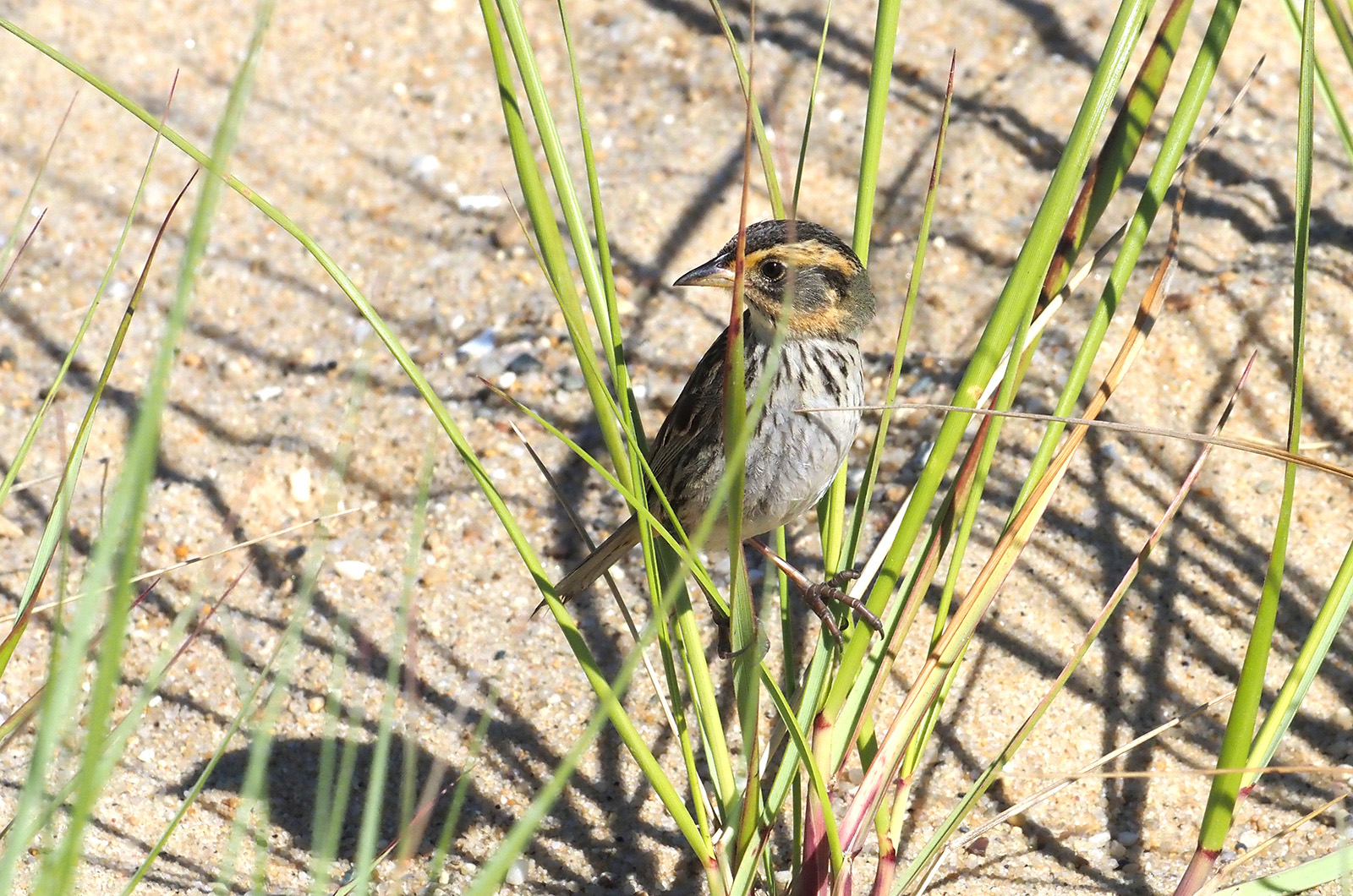 Saltmarsh sparrow.