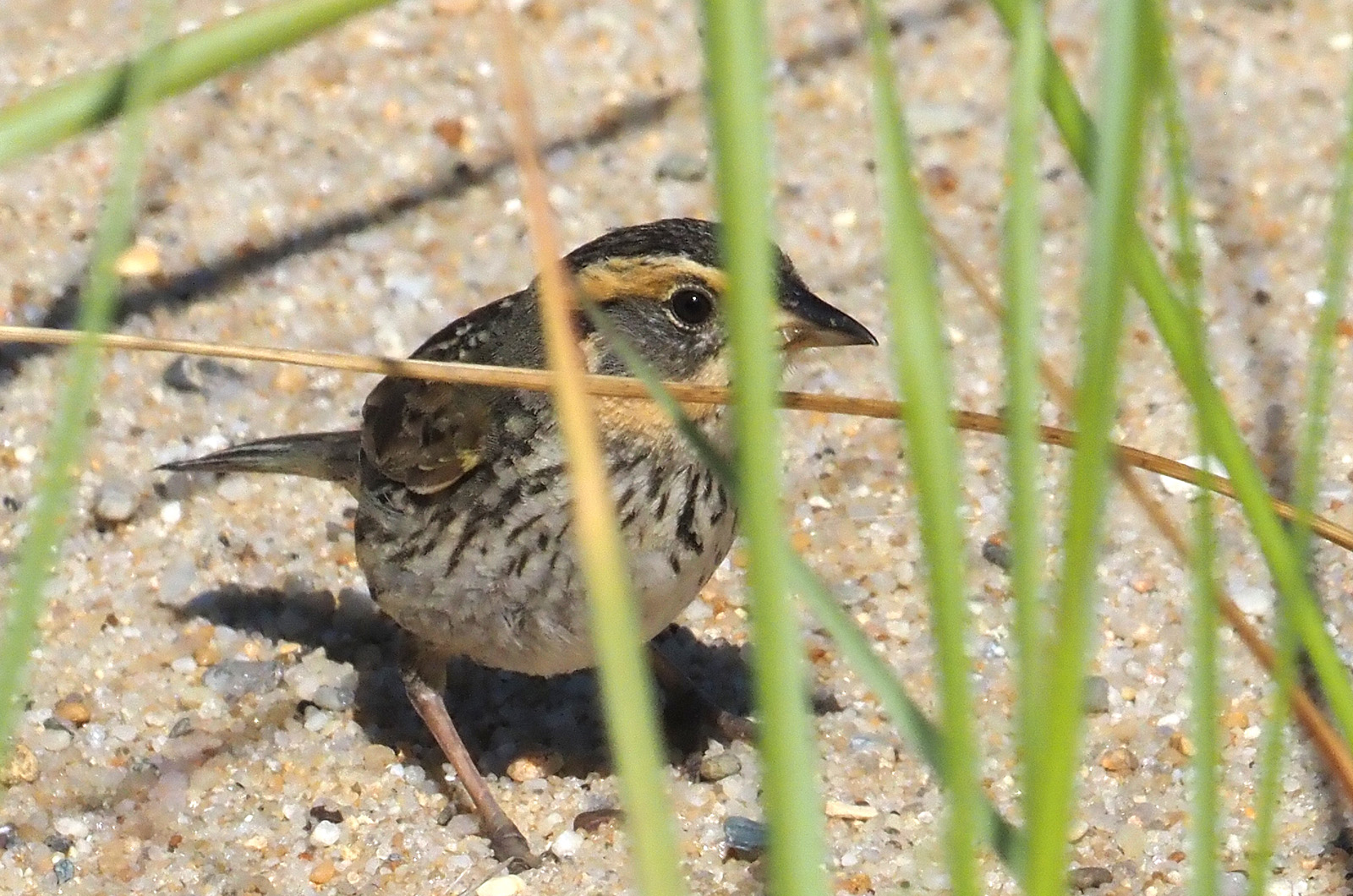 Saltmarsh sparrow.