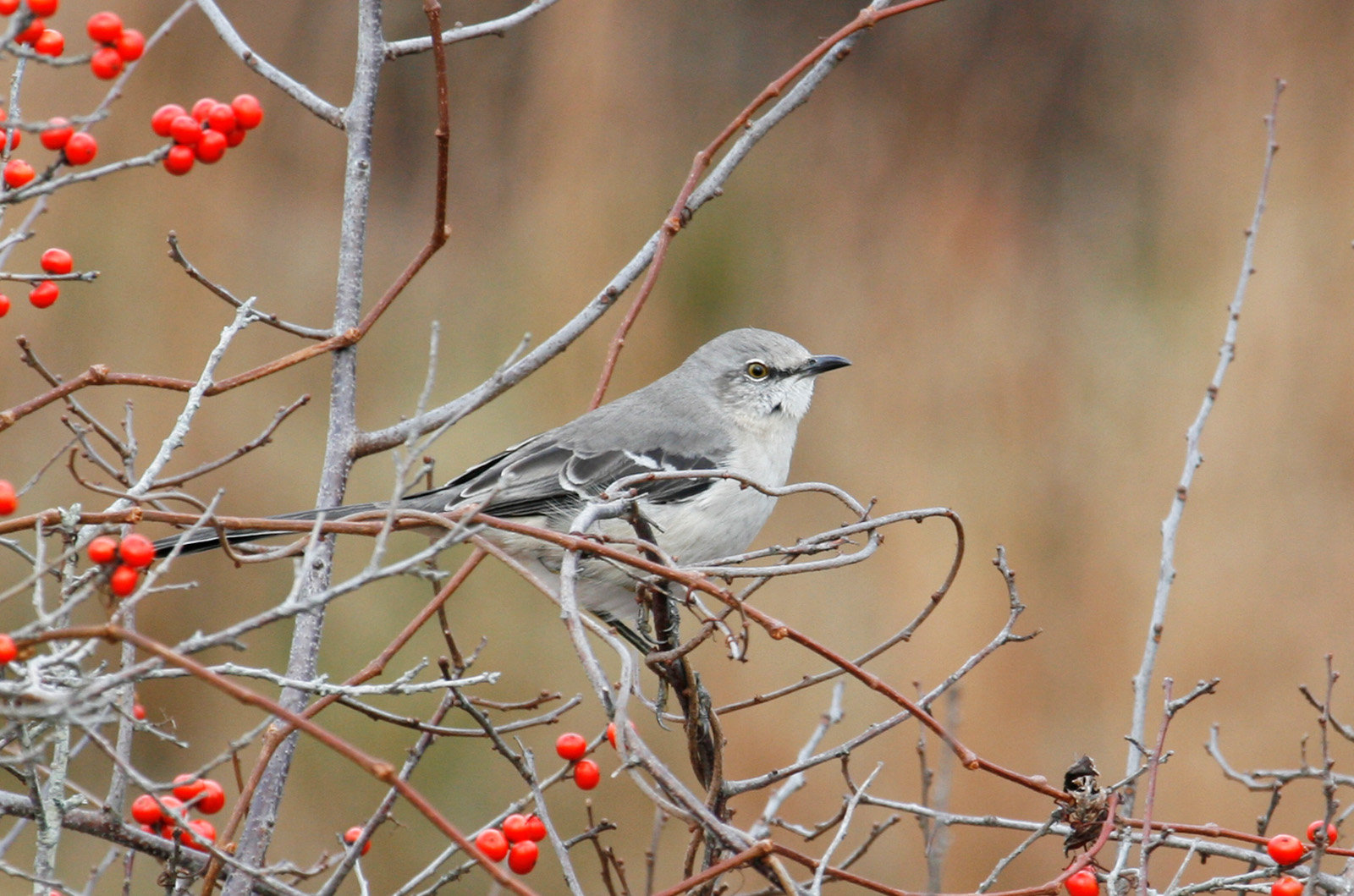 Northern mockingbird.