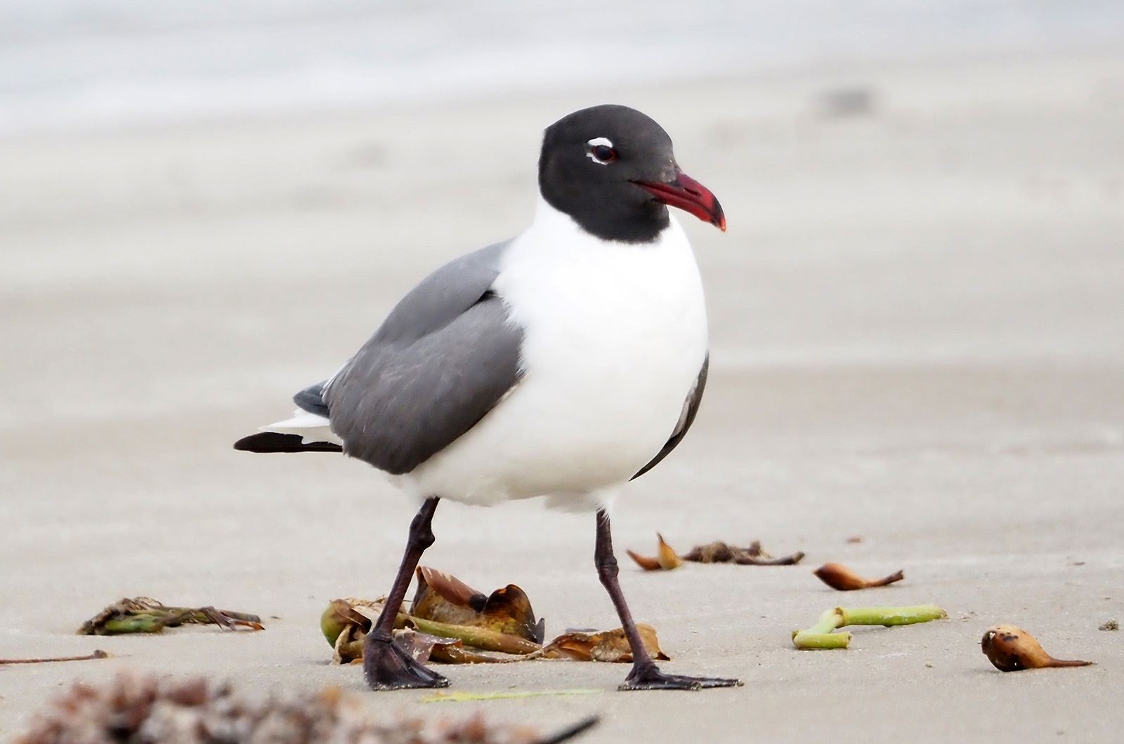 Laughing gull.