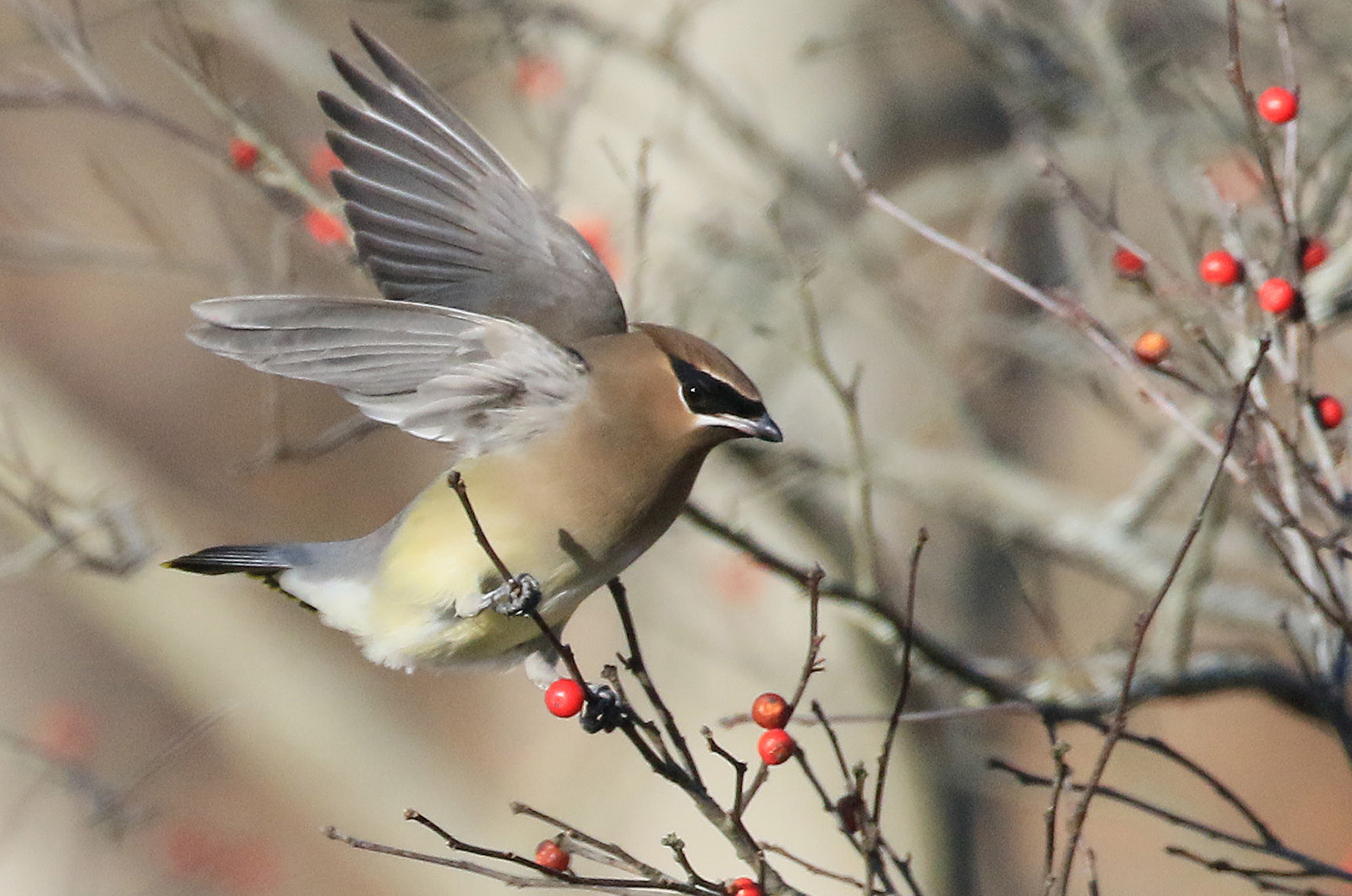 Cedar waxwing.