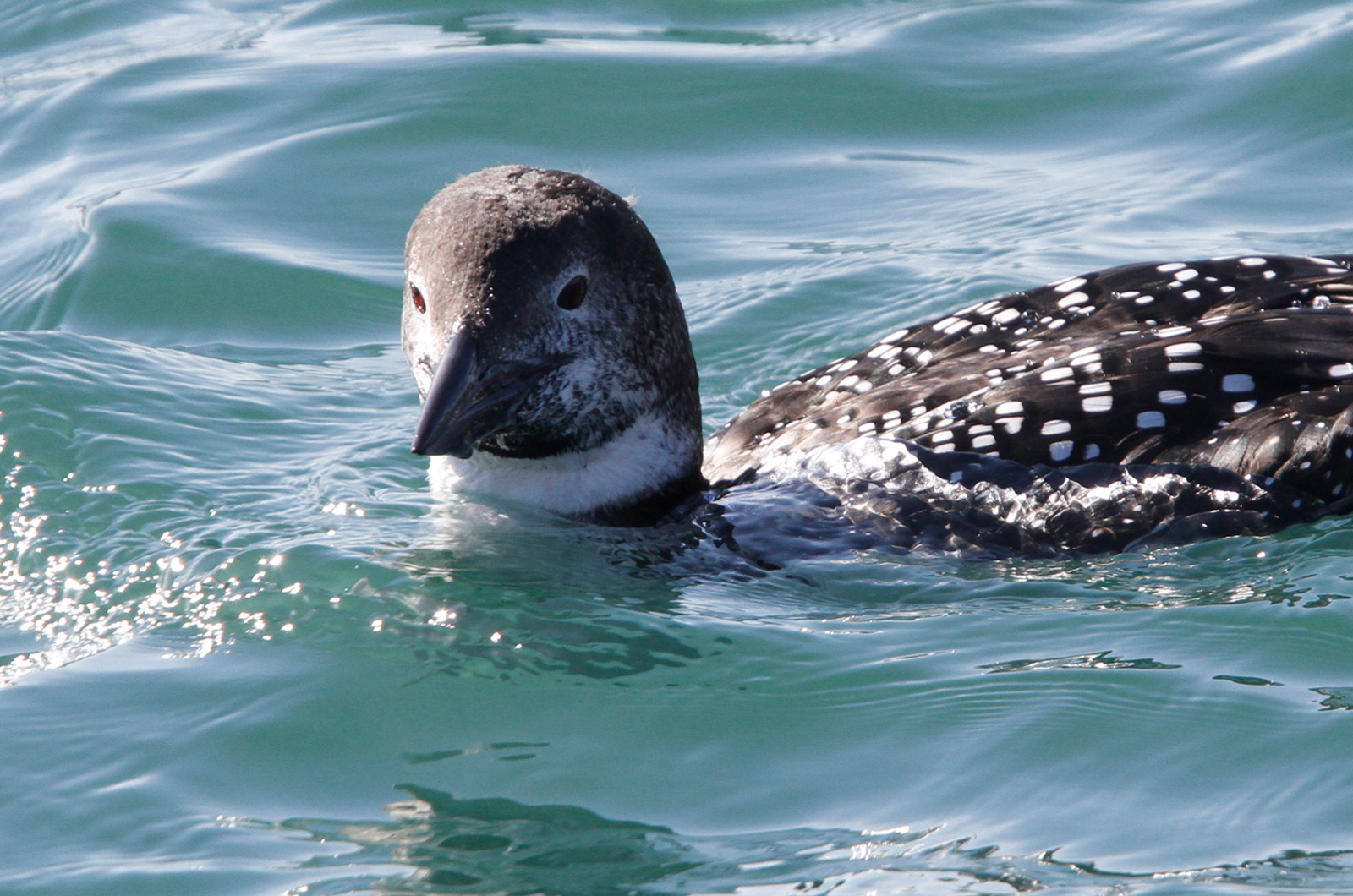 Common loon.