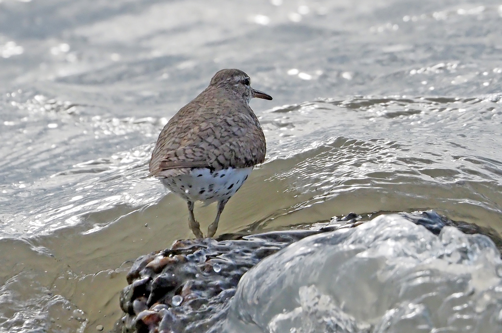 Spotted sandpiper.