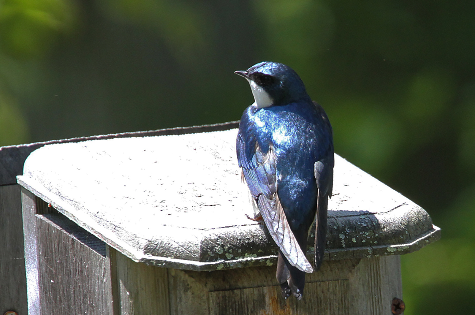 Tree swallow.