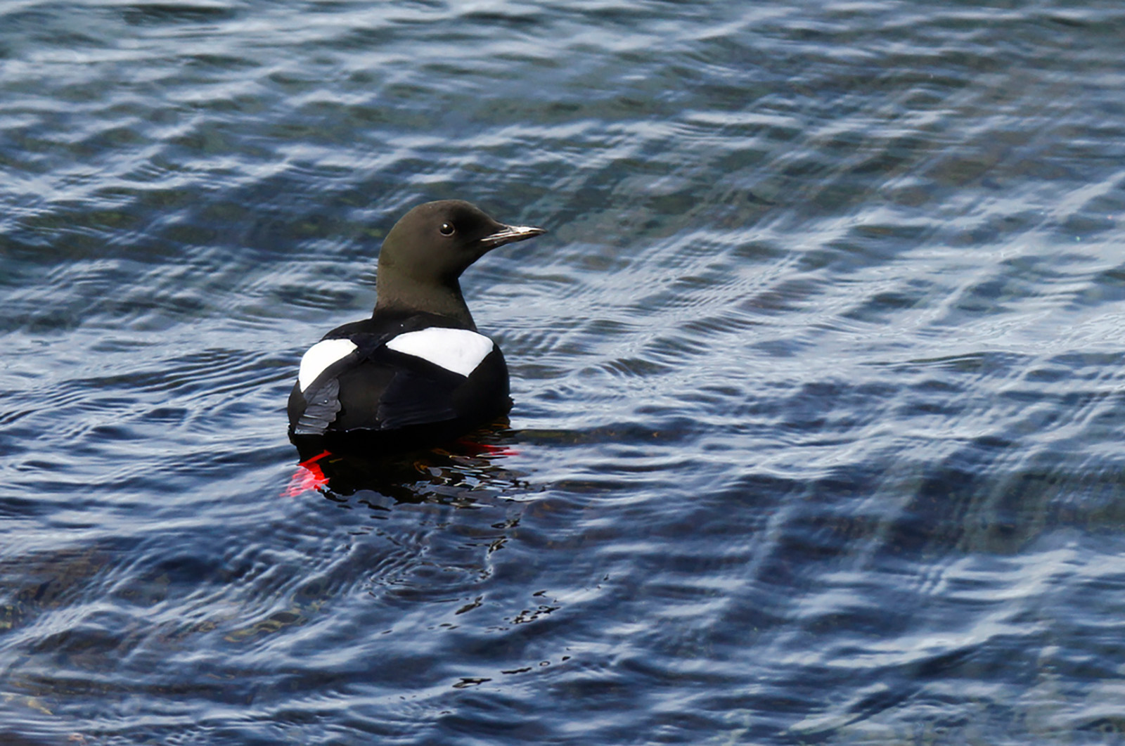 Black guillemot.
