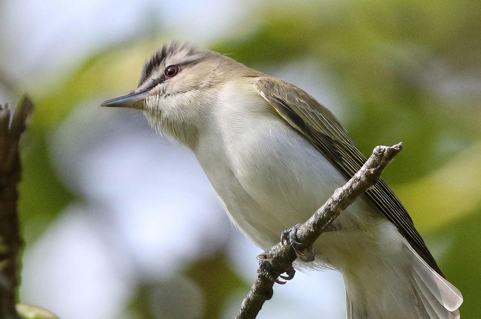 Red-eyed vireo.