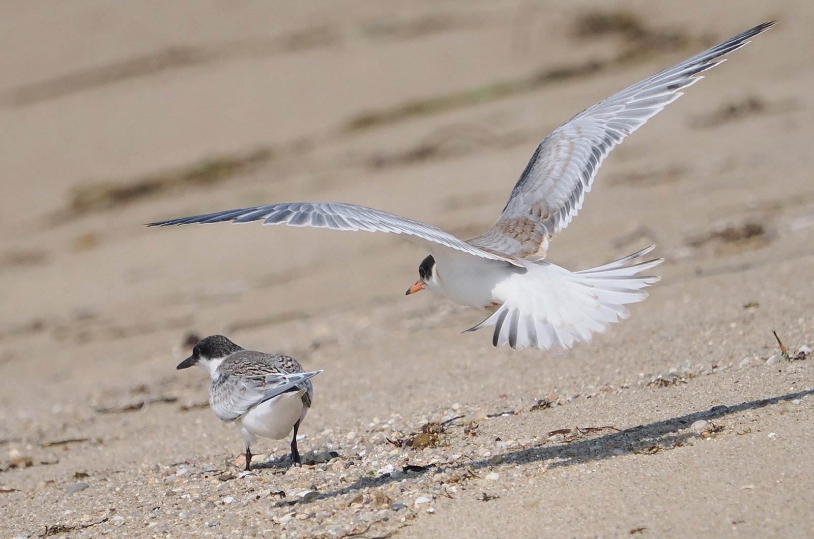 [l-r] Fledgling roseate tern, common tern.
