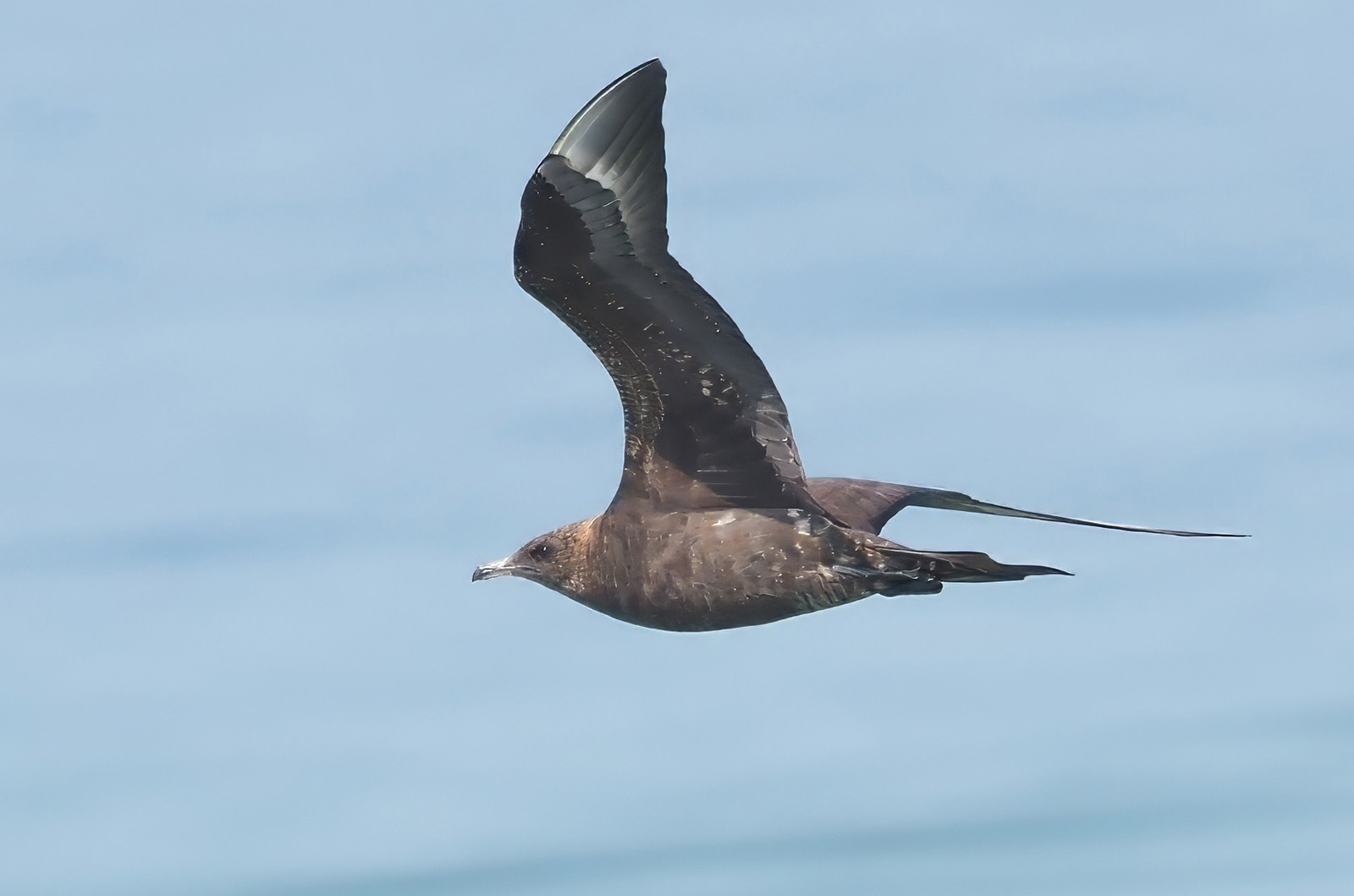 Parasitic jaeger.