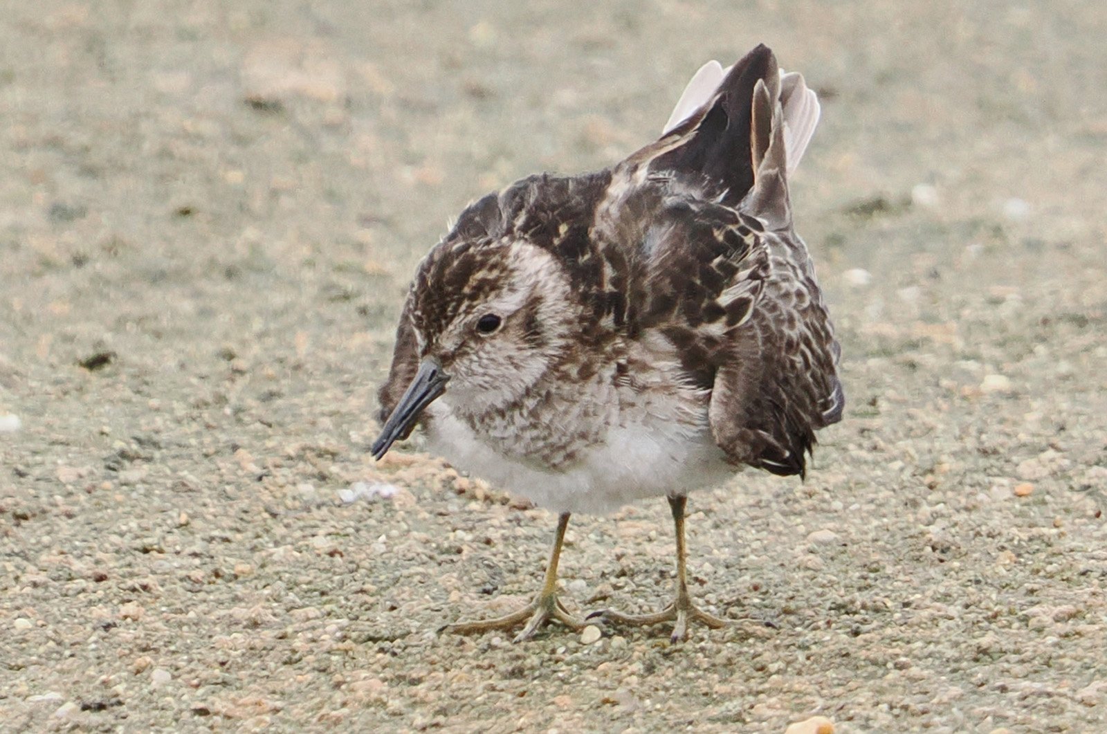 Least sandpiper.