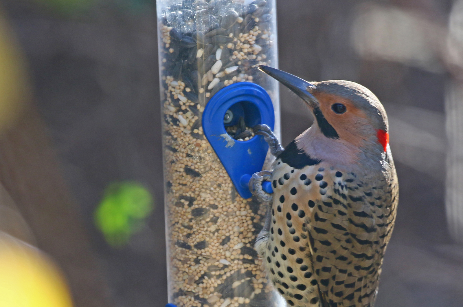 Northern flicker.