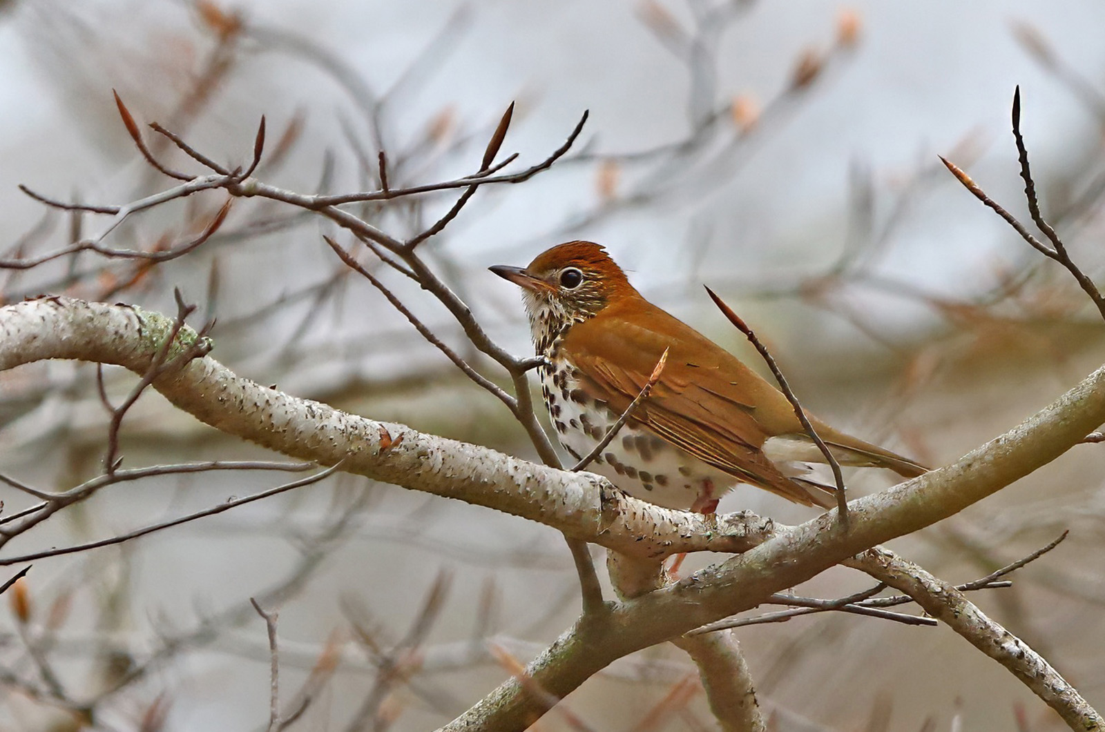 Wood thrush.