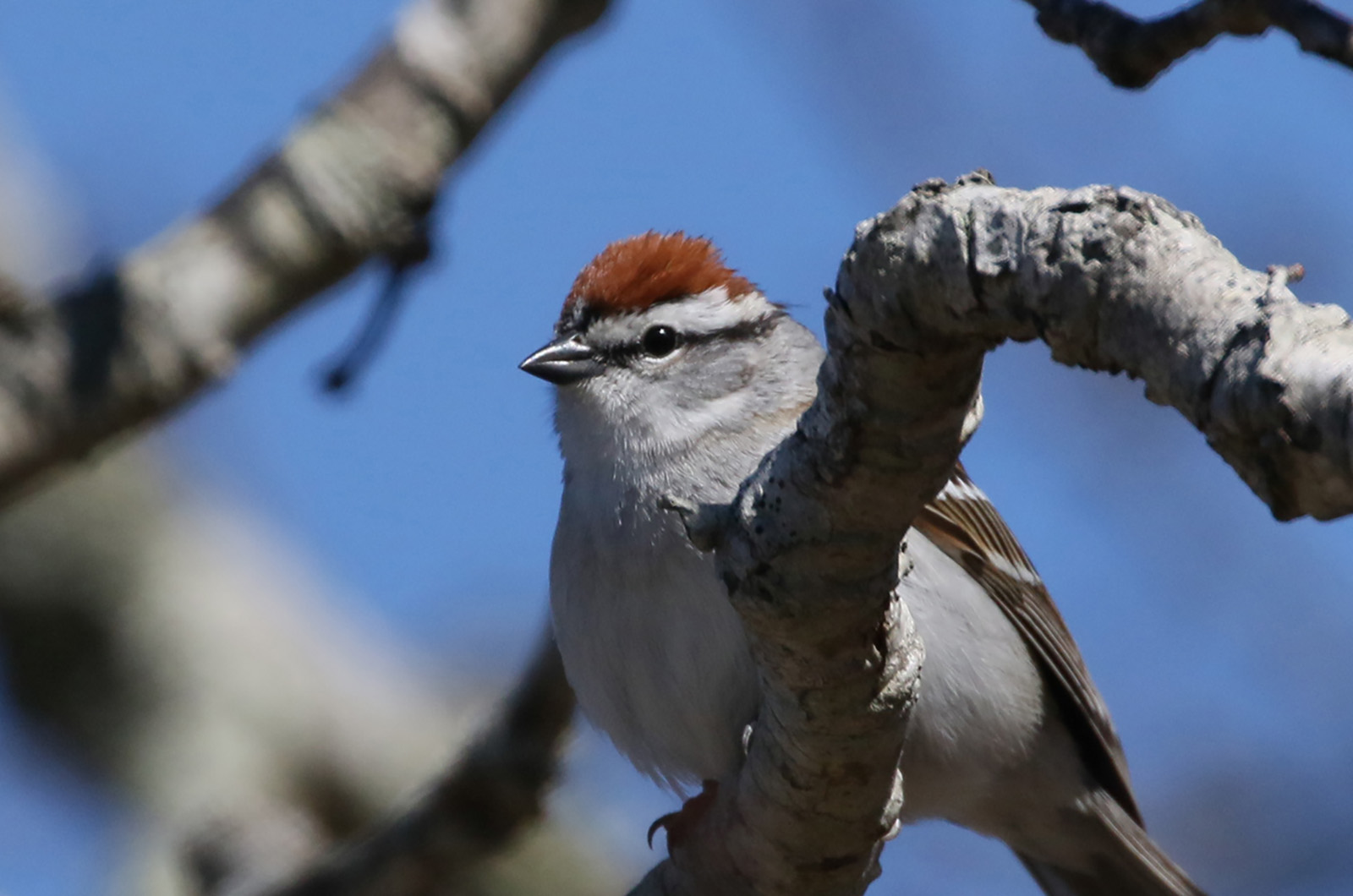 Chipping sparrow.