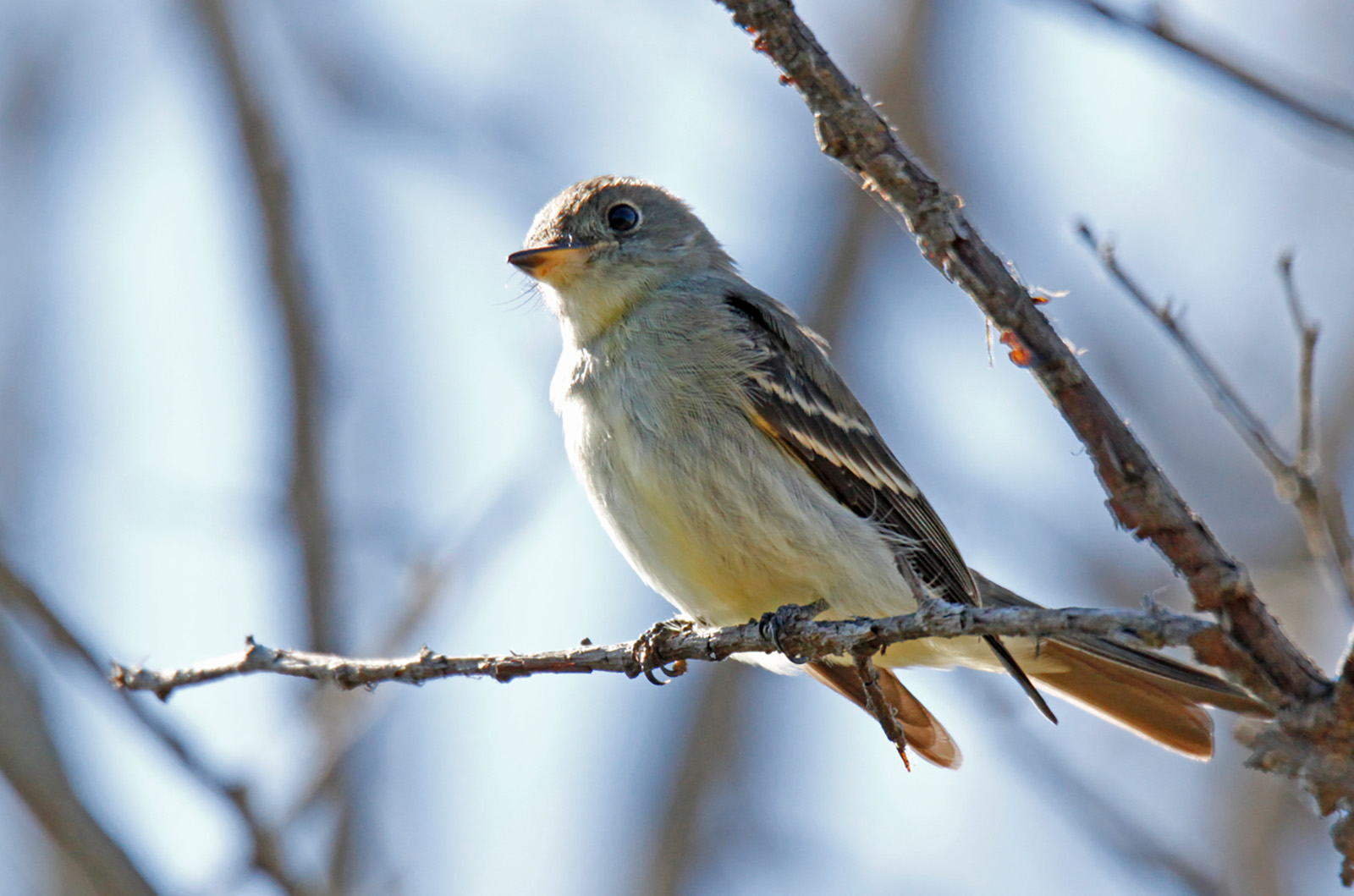 Eastern wood peewee.