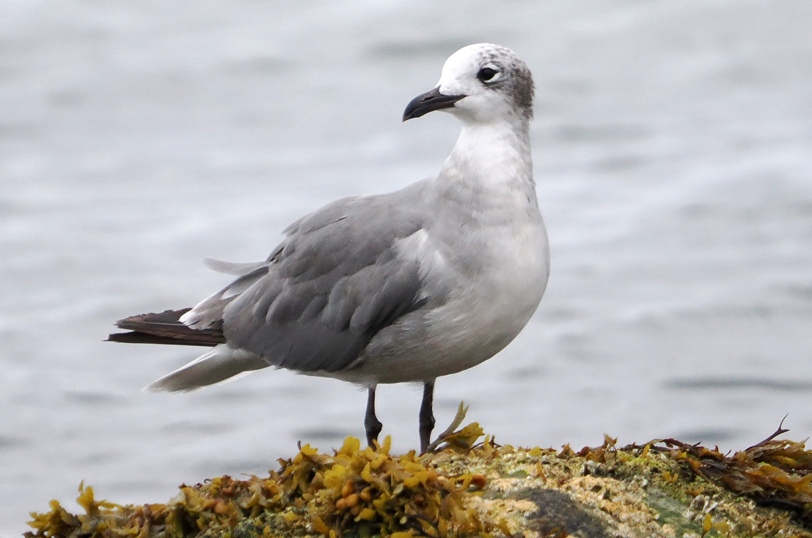 Laughing gull.