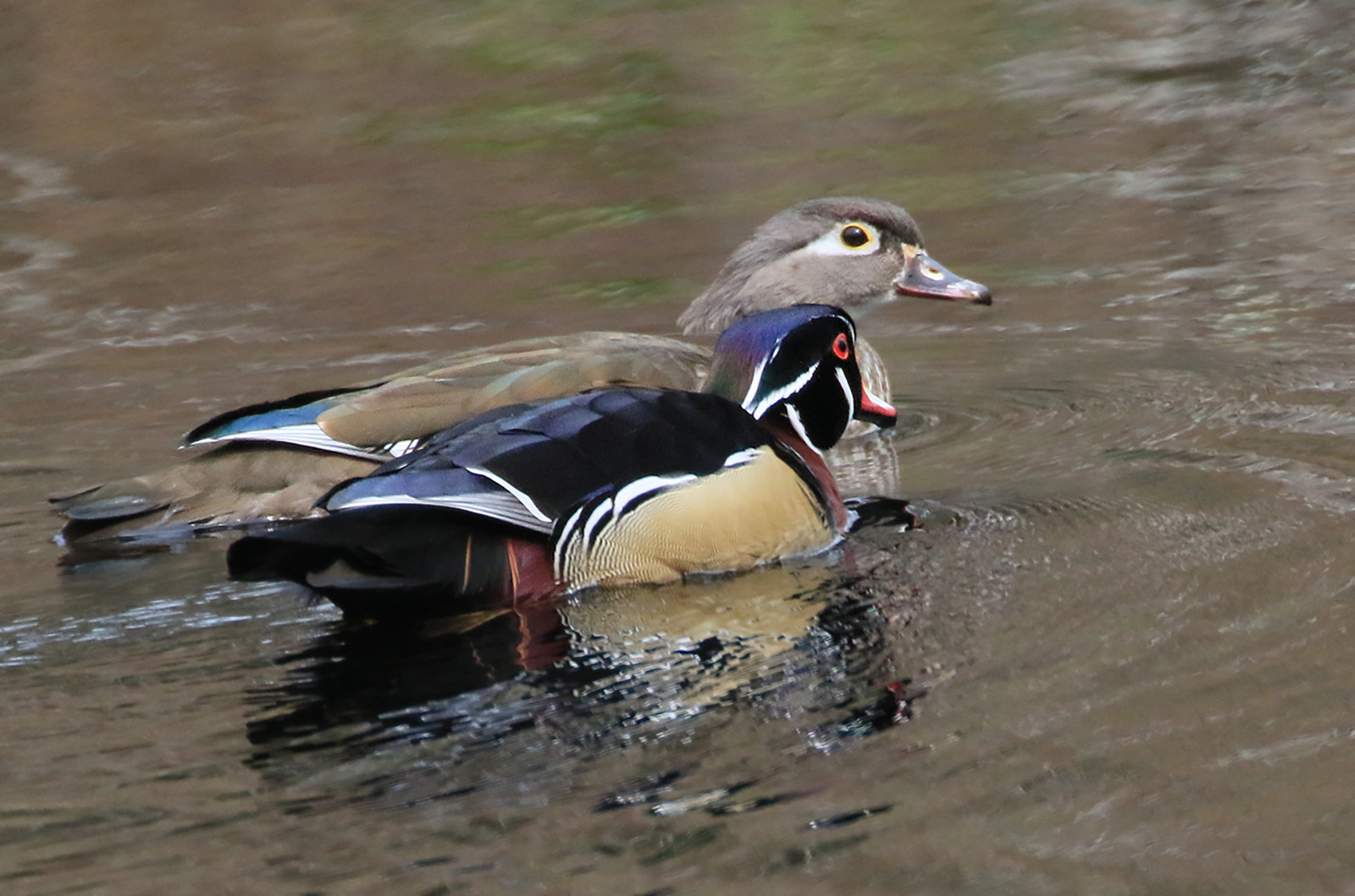 Wood ducks.