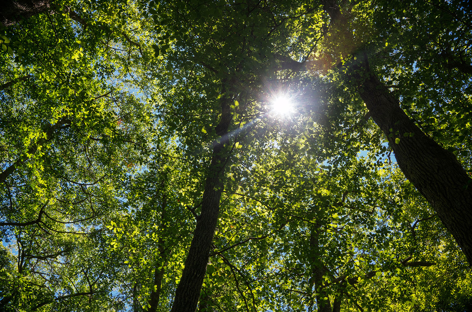 Deep in the woods of Chilmark.