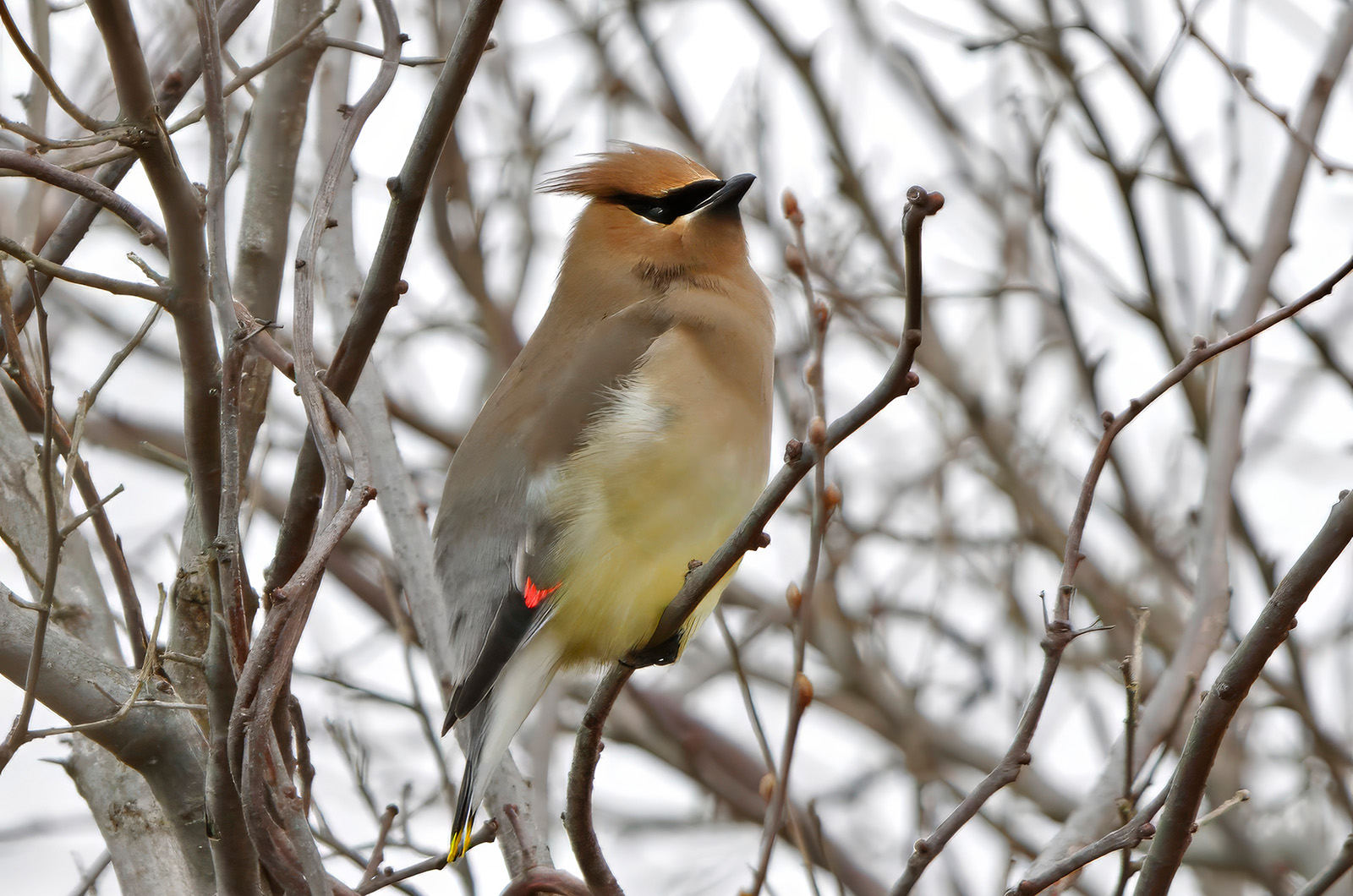 Cedar waxwing.