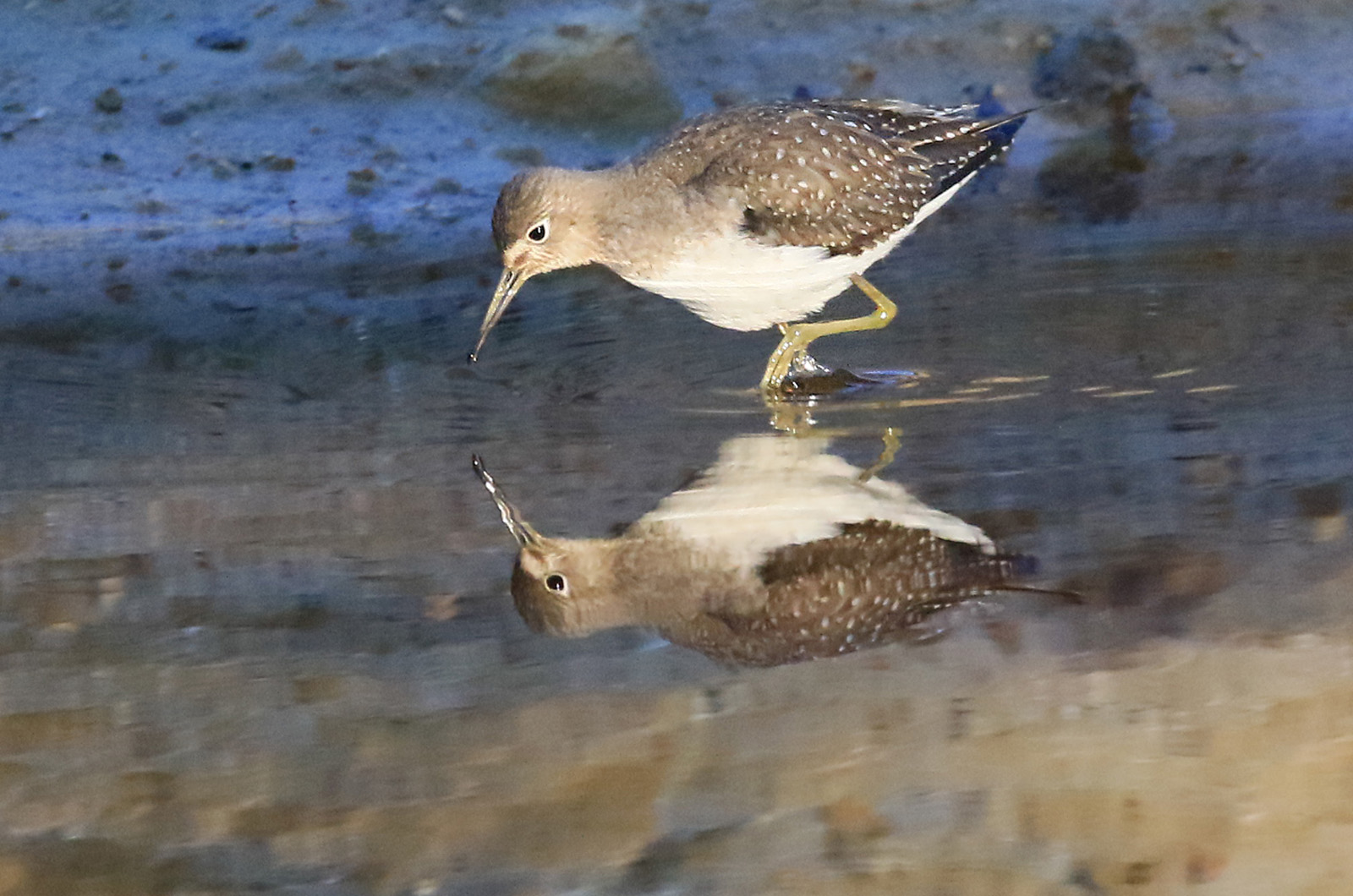 Solitary sandpiper.