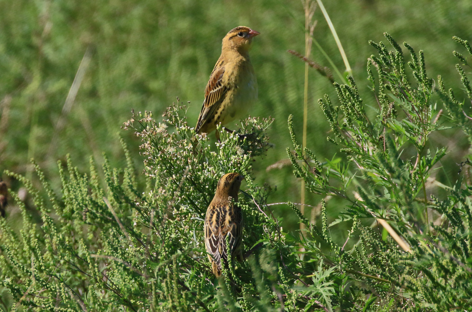 Bobolinks.